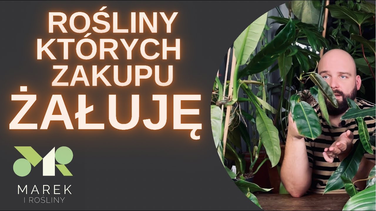 Rośliny, których zakupu żałuję oraz długolistne filodendrony dla osłody