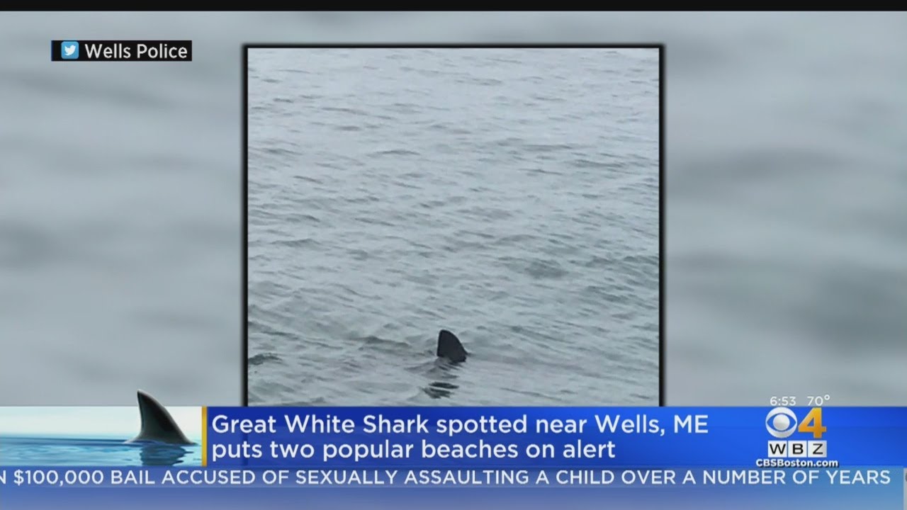 Great White Shark Spotted Near Wells, Maine
