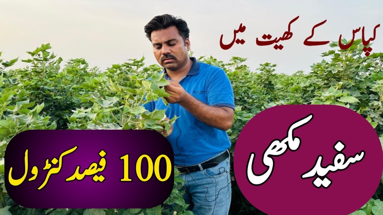 White fly management in cotton crop | Abid Ali Agrarian