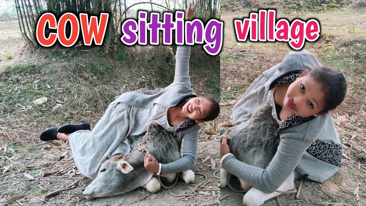 cow sitting village style || desi style cow sitting || cow sitting ❤️♥️🌹