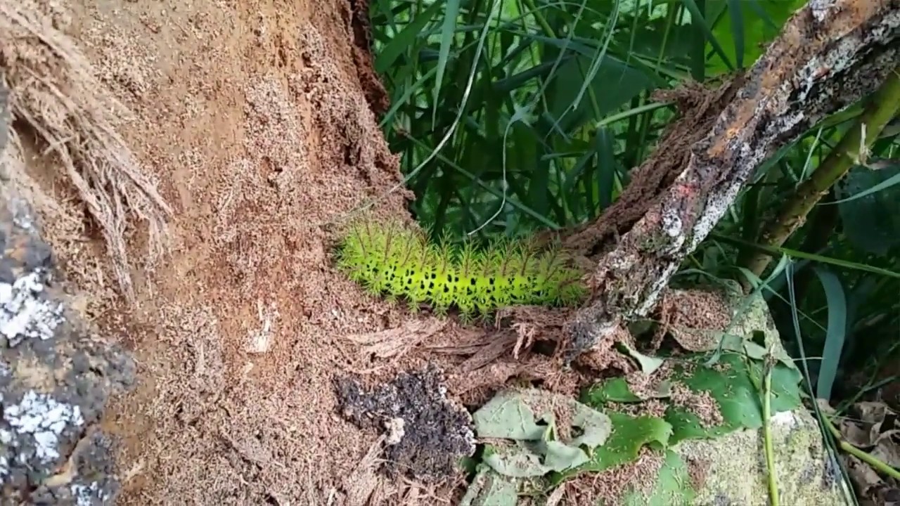🔴 ATAQUE DE GUSANO VERDE ESPINOSO. ORUGA VERDE DE POLILLA. Gusano Verde Espinoso. 2023.