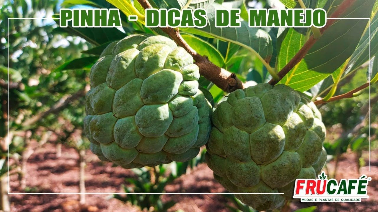 Como Colher PINHA Durante Cinco Meses do Ano?