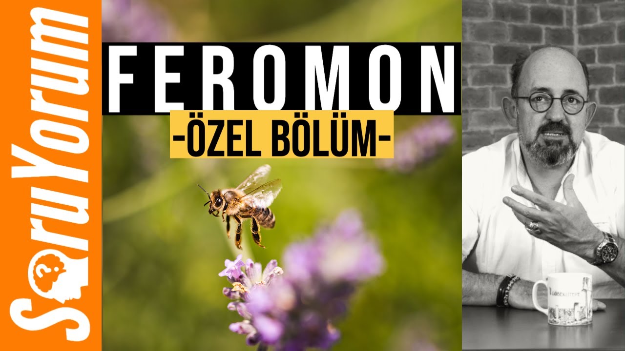 SoruYorum - FEROMON (Özel Bölüm)