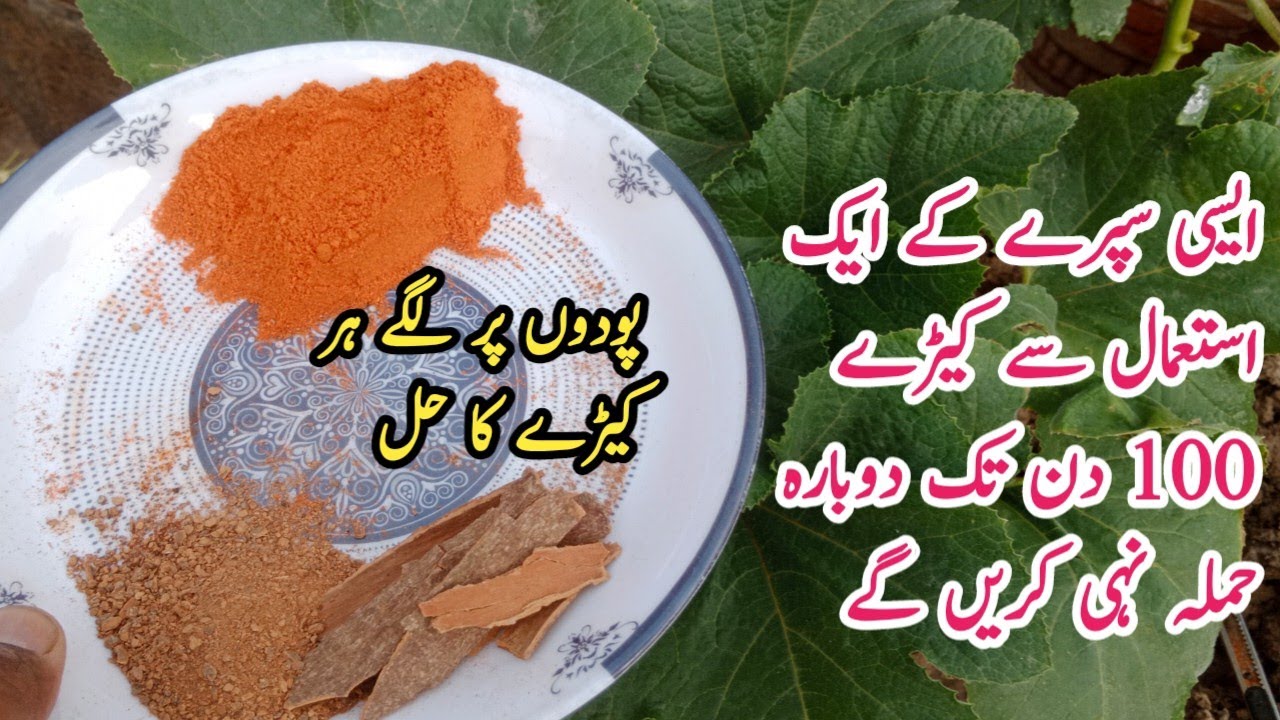 Podon pr lage kire sirf ik spray se khatam | Free spray banane ka asaan tarika | Make pesticide.