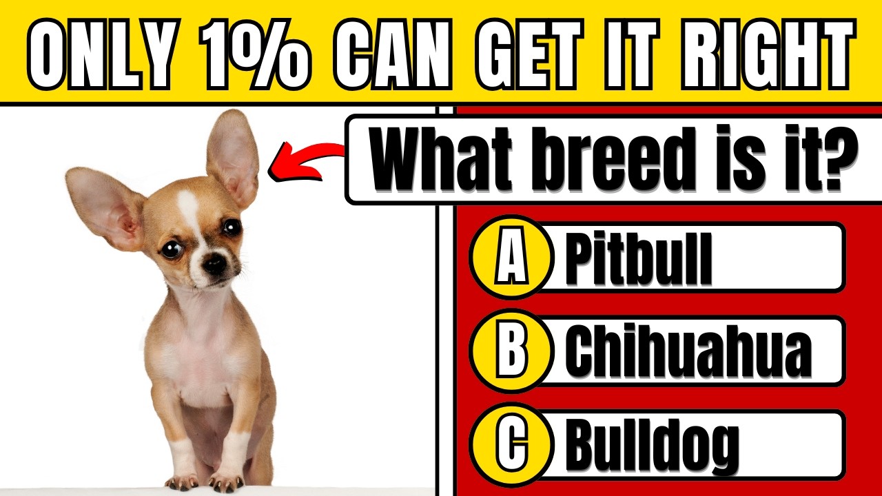 Do You REALLY Love Dogs? Prove It In This 100-Question QUIZ! 🐶🦴