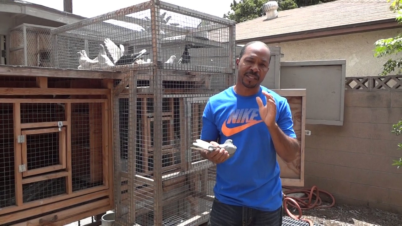 Homing Roller Pigeons - Young Birds vs Mature Birds
