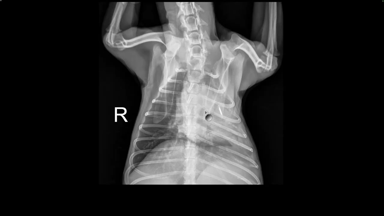 Diabetic Dog in Respiratory Distress? Here’s What the X-Ray Shows