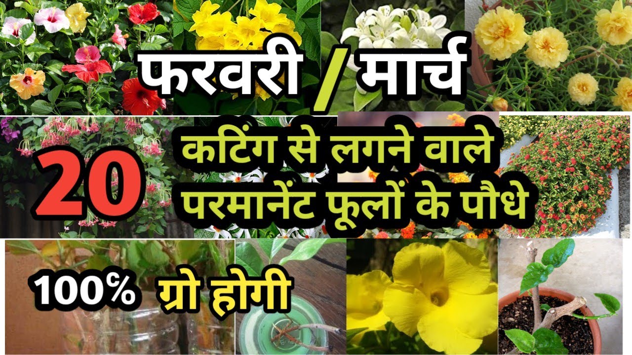February/March मे cutting से ग्रो होने वाले 20 पौधे || Heavy Summer Flowering plants Grow By Cutting
