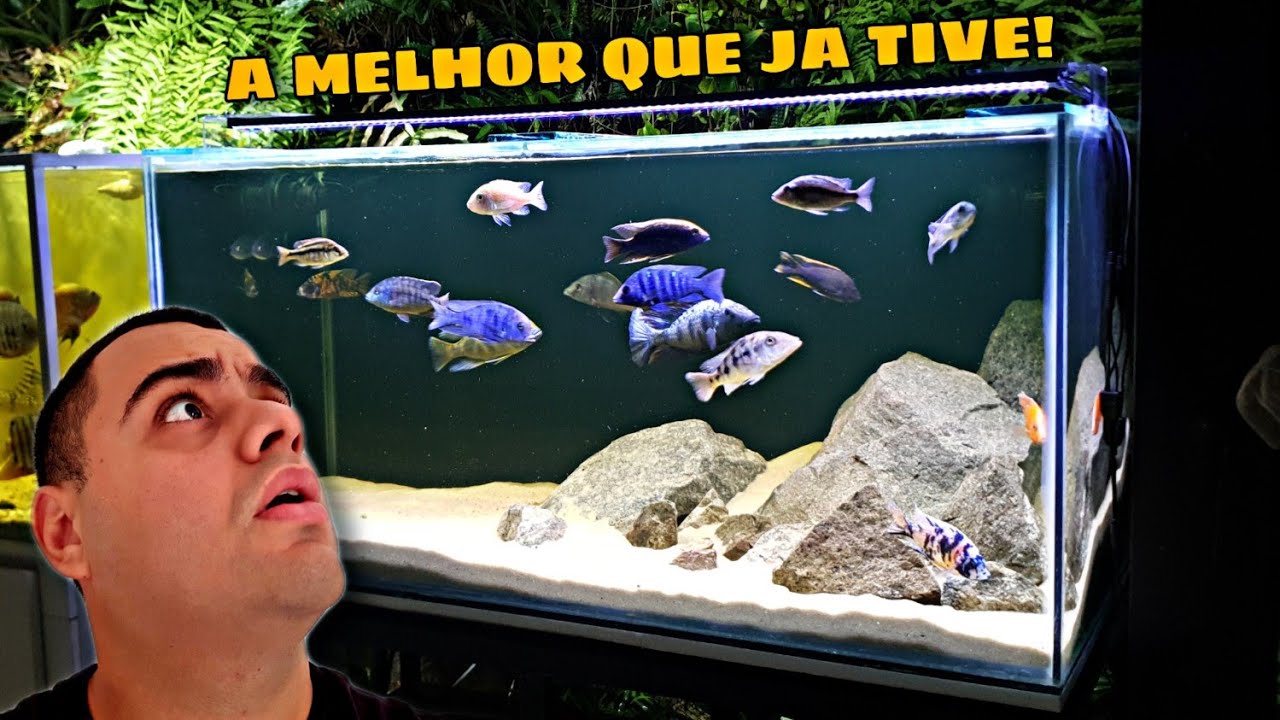 A NOVA LUMINÁRIA DO AQUÁRIO DE CICLÍDEOS FICOU PERFEITA