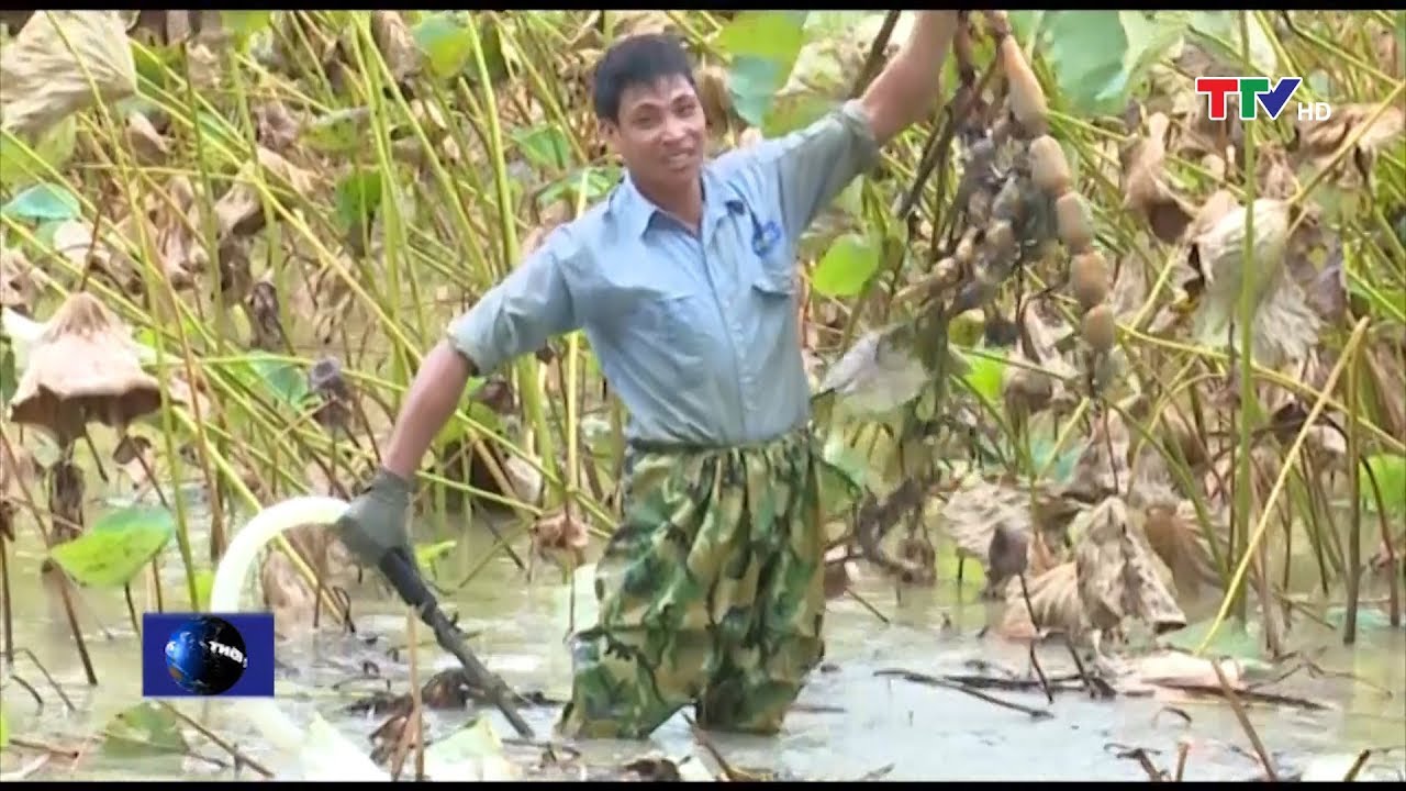 Trồng sen lấy củ, thu về hàng tỷ đồng