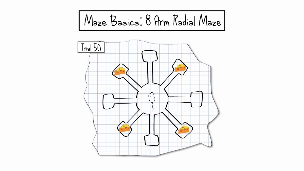 8 arm radial maze
