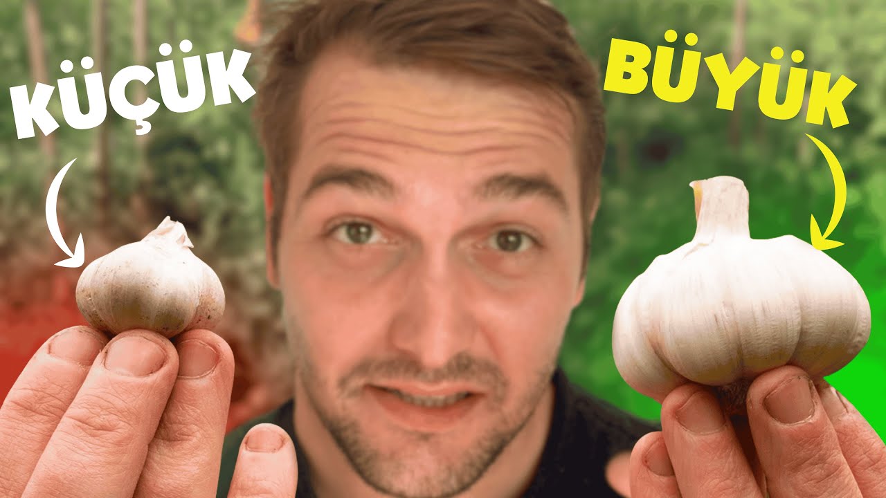Dev Gibi Sarımsak Yetiştirmenin SIRRI! Sarımsak Nasıl Ekilir, Ne Zaman Dikilir?