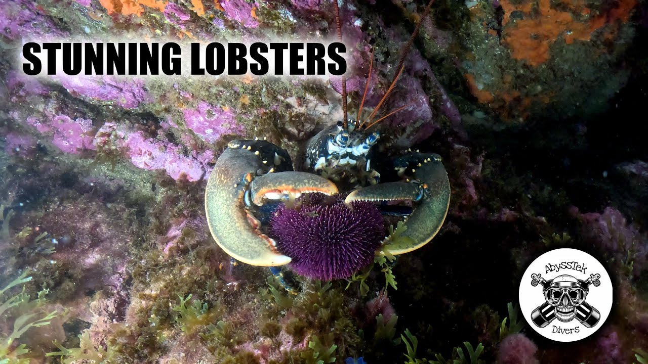 STUNNING LOBSTERS AND OTHER SPECIES!!!