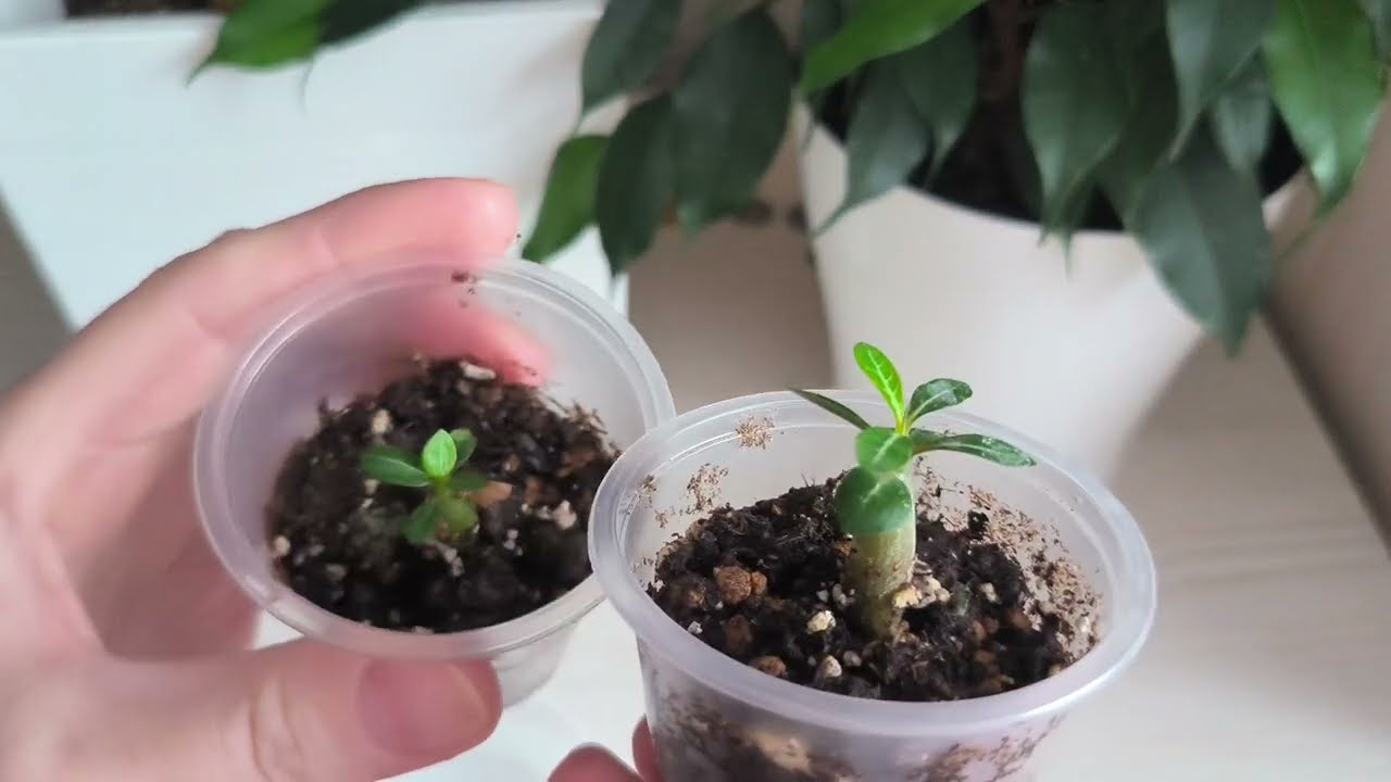 Как выращивать адениумы 🌺     