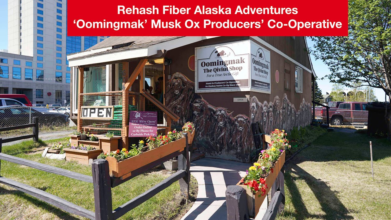 Rehash Fiber Alaska Adventure - Part 3 - Oomingmak Musk Ox Producers Co-Op