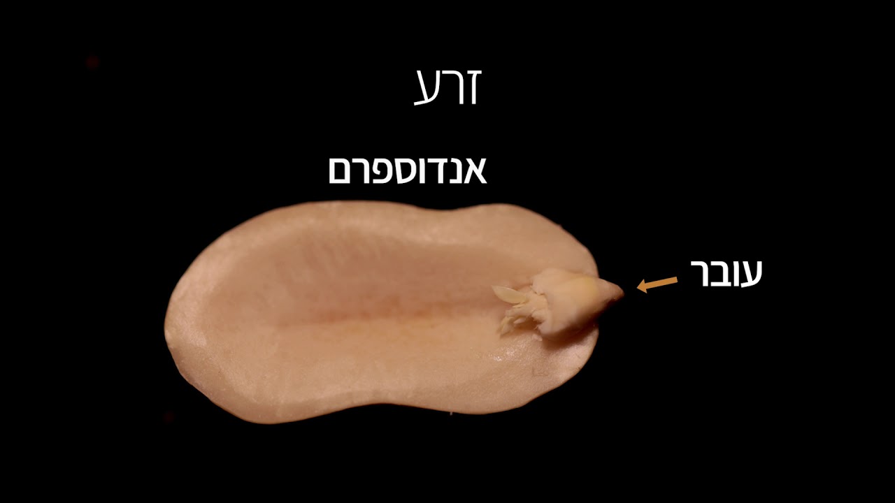 מבוא ליחידה 7