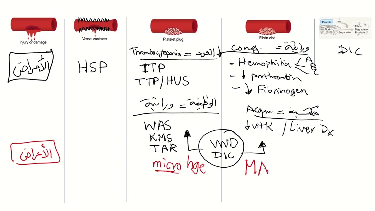 Coagulation Disorders Part 1