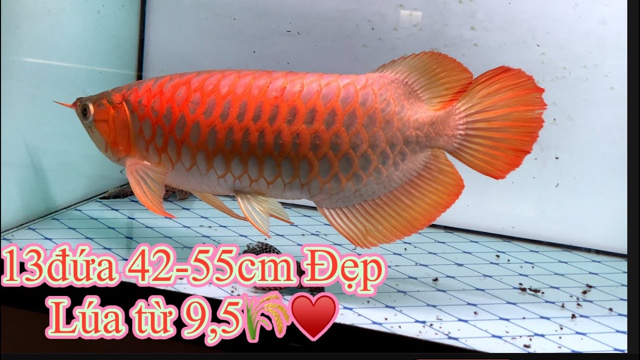 Quýt Long 42-55cm ĐẸP THẬT ĐẸP - LÚA từ9,5🌾❤️ - | Tuyển | 171