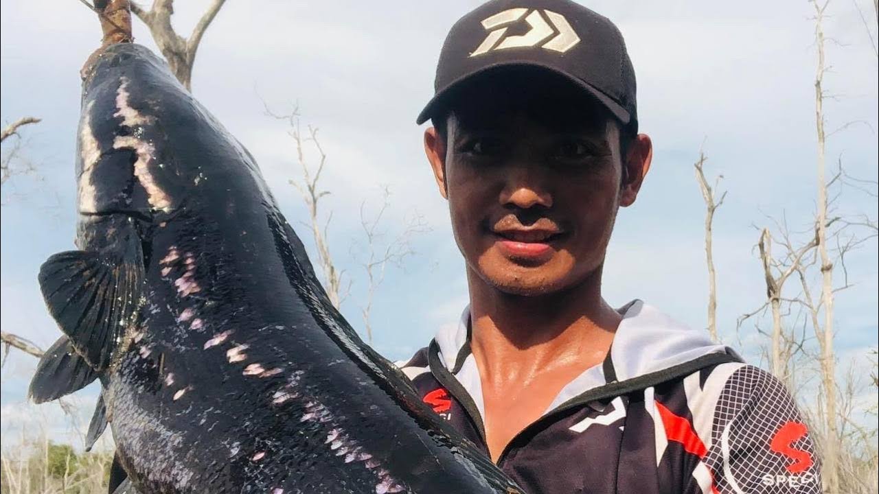Big Strike from a Five Kilogram Giant Snakehead Fish