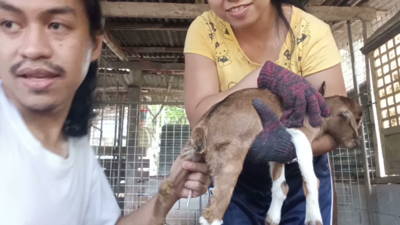 Iron and B complex for our 3 days old baby goats.