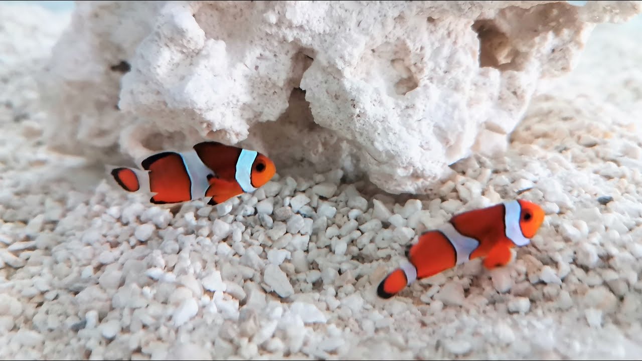 Introducing Clownfish to a new saltwater tank