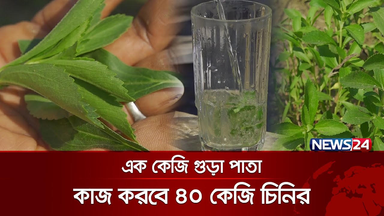 আসছে চিনির বিকল্প, মিষ্টি নিয়ে চিন্তা নেই ডায়াবেটিস রোগীদেরও | Stevia Sugar | News24