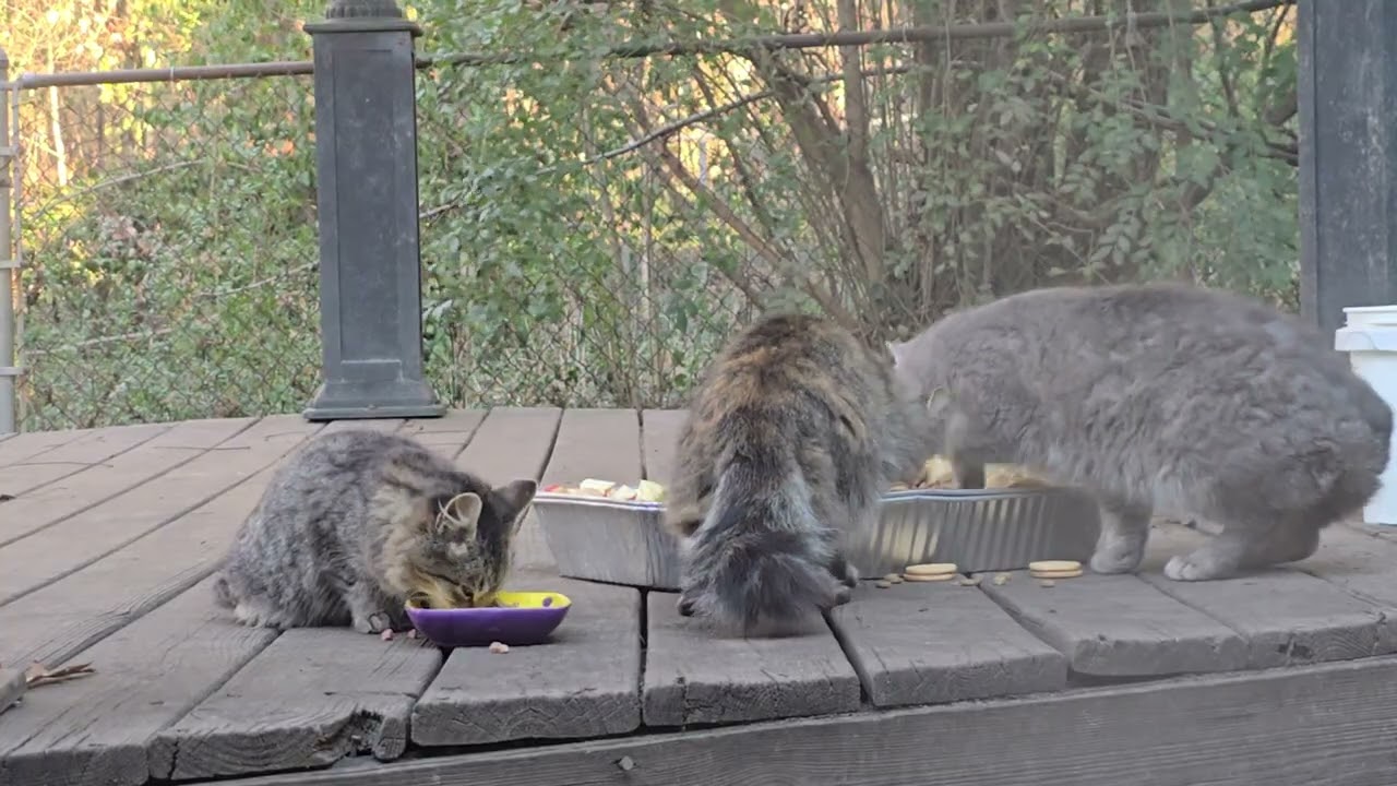 Saturday, and the Kitties are back. I do so love watching them.