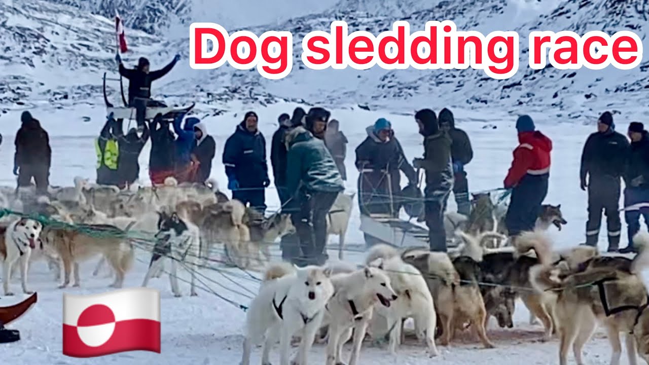 Dog sled race in Ilulissat, Greenland.