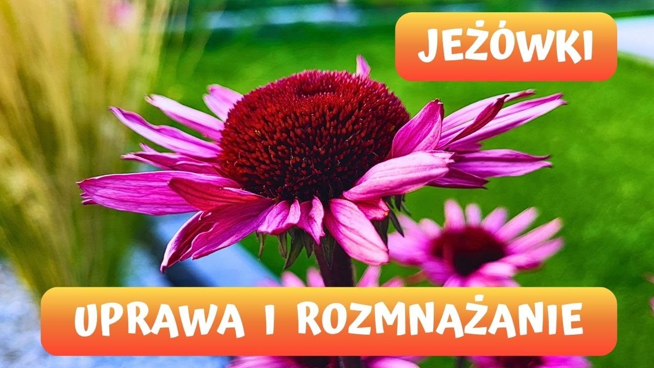Jak uprawiać i rozmnażać Jeżówki? Przycinanie jeżówek 🌼🌼🌼