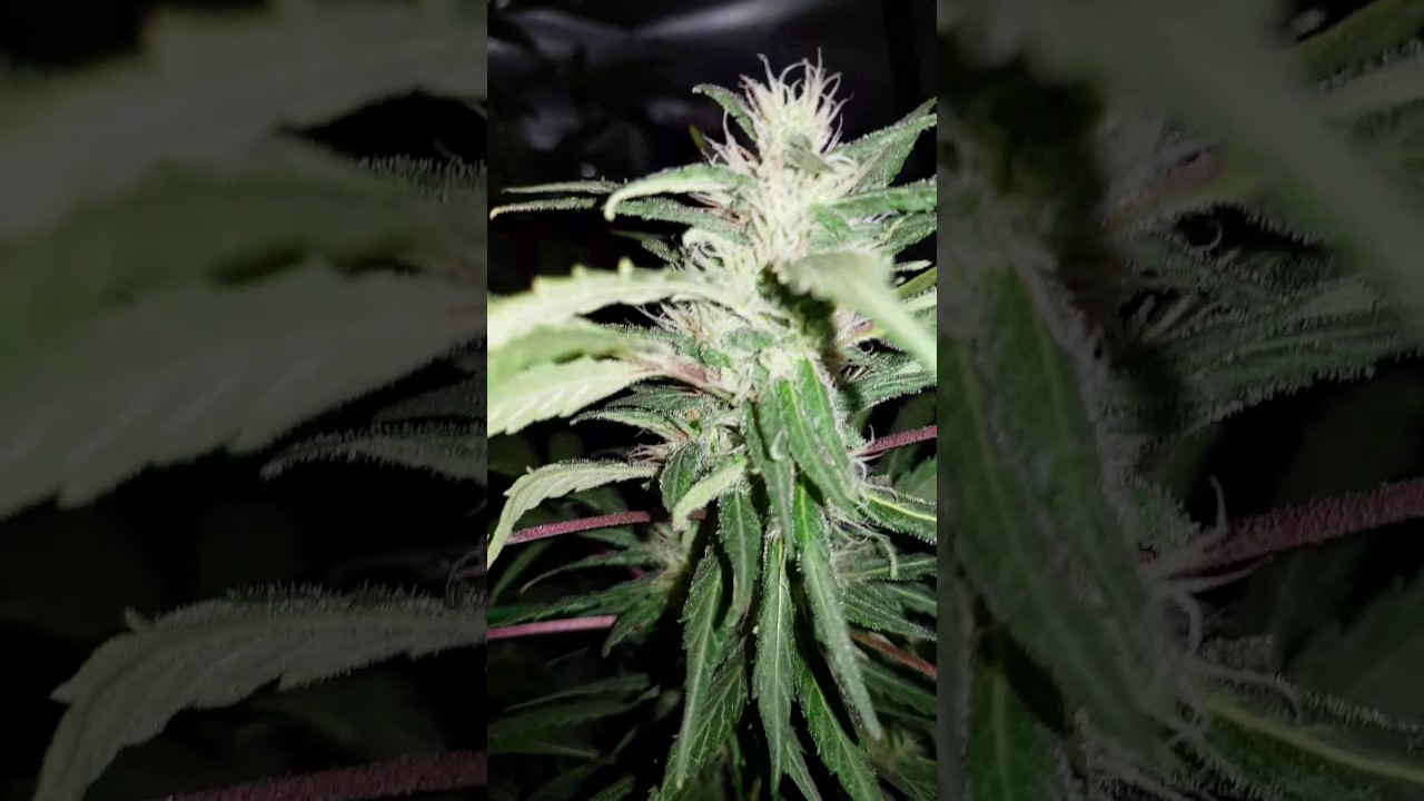 Stardawg kush, day 63 it's looking pretty sweet