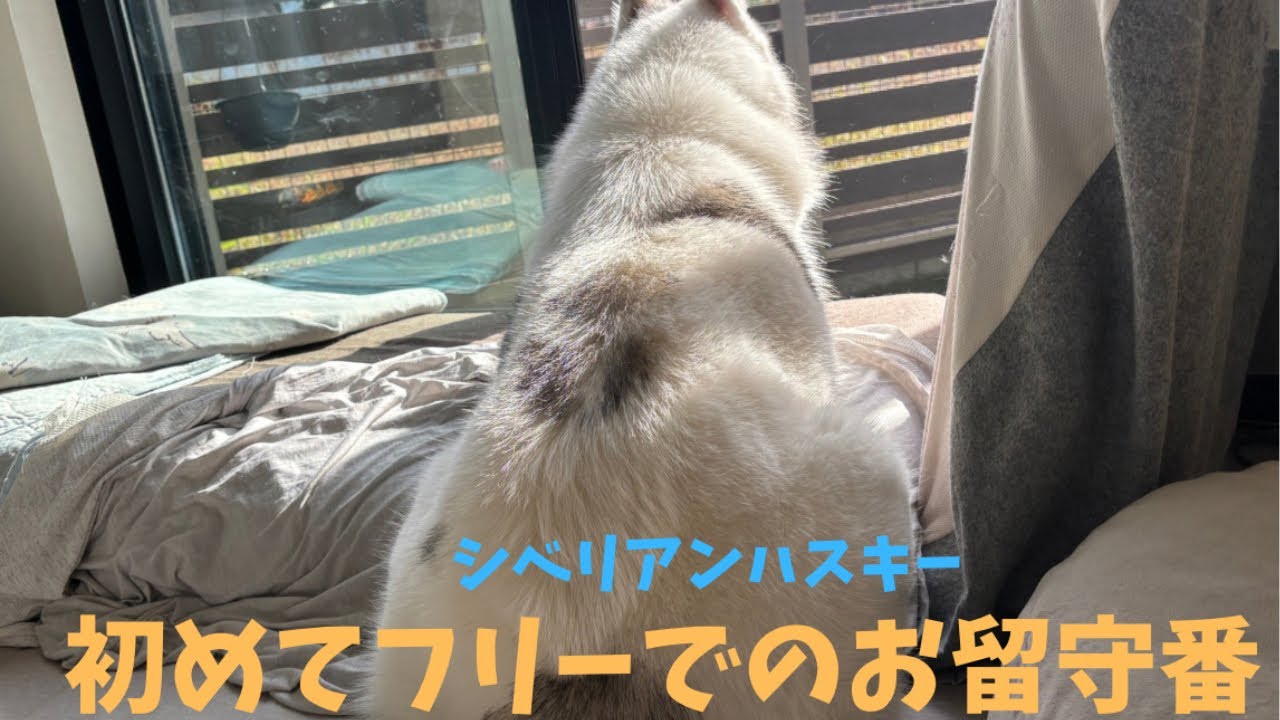 リビングフリーで初めての長めのお留守番をしたシベリアンハスキー 