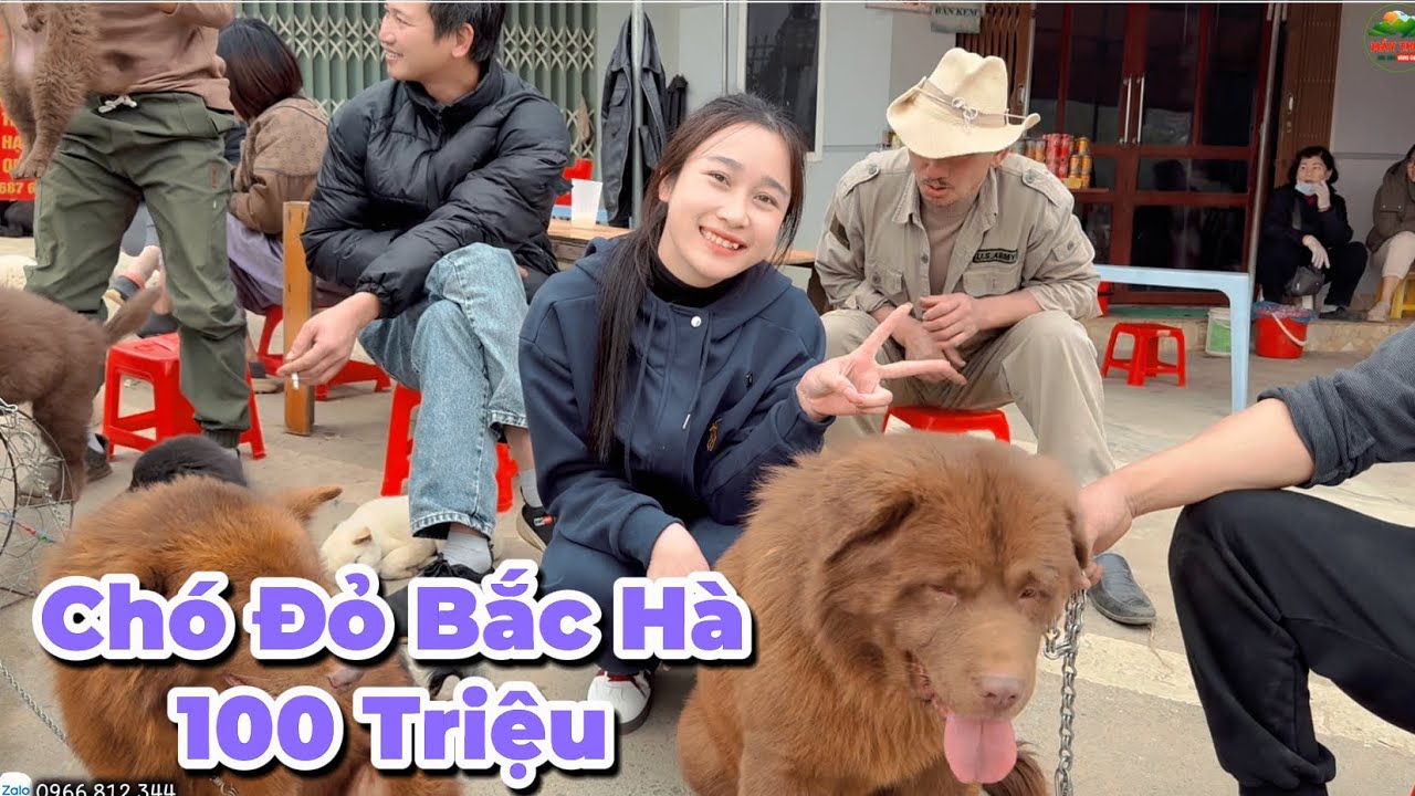 Mẩy Thuỳ Đi Chợ Phi&ecirc;n Sốc Khi C&aacute;c Anh B&aacute;n Ch&oacute; Ra Gi&aacute; Con Ch&oacute; 100 Triệu - Chợ Bắc H&agrave; #2