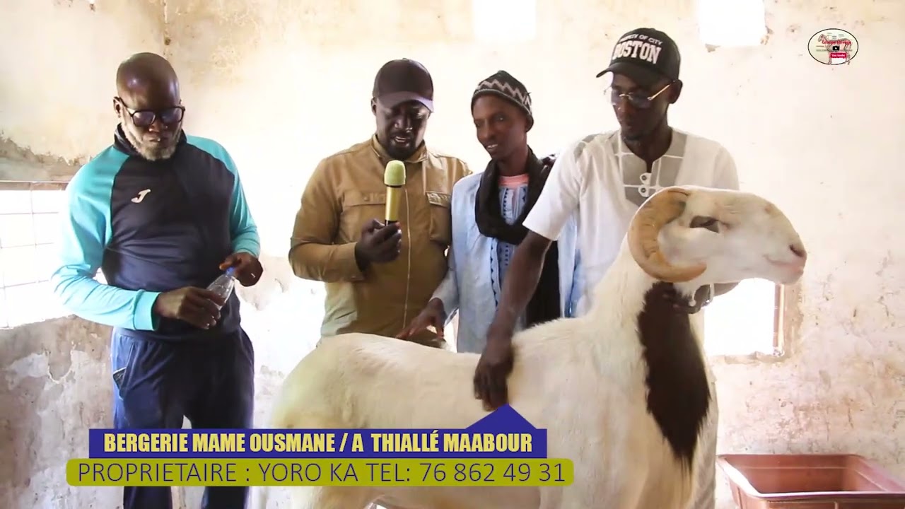 P01: BERGERIE MAME OUSMANE A THIALLE MAABOUR, PROPRIETAIRE YORO KA
