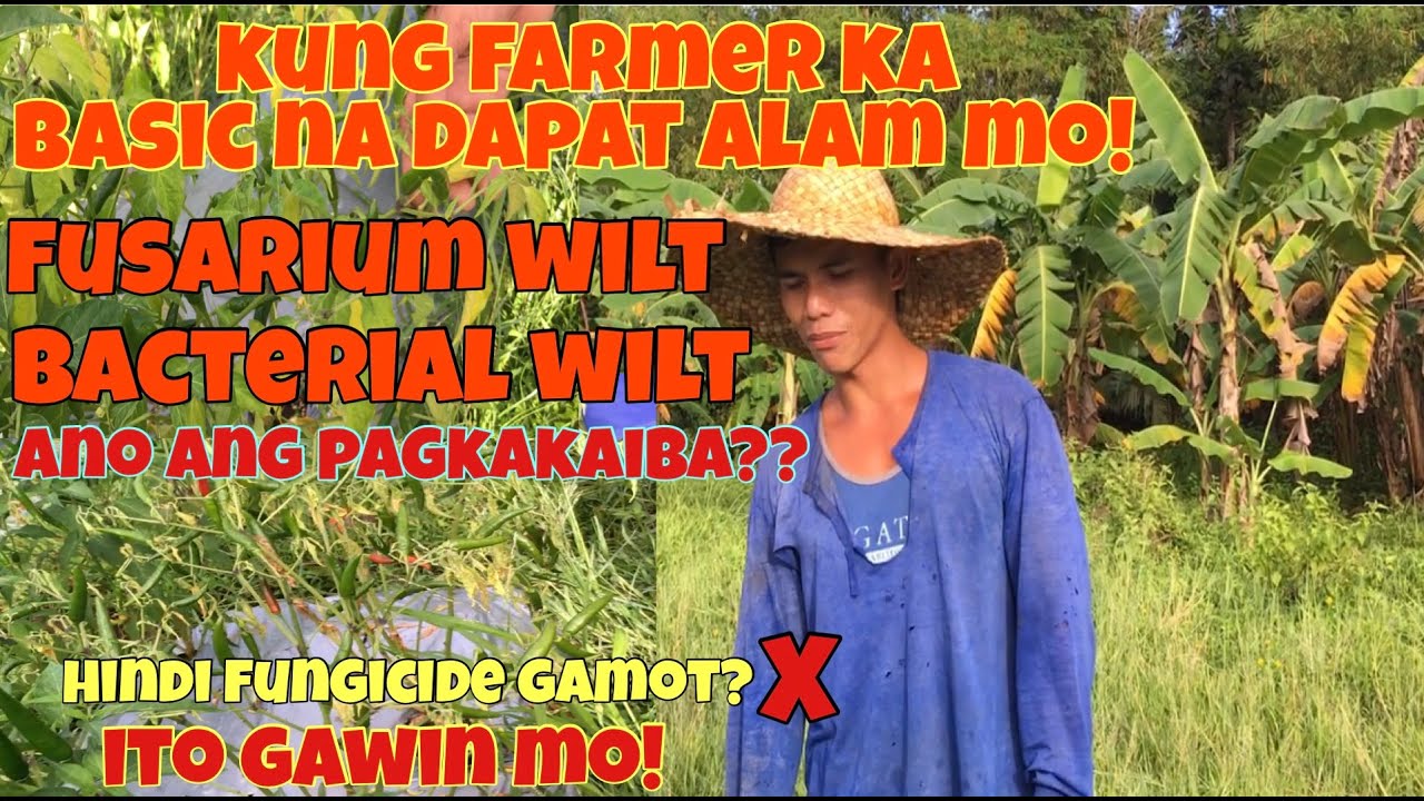 BACTERIAL WILT FUSARIUM WILT paano gamutin? Ano ang pagkakaiba nila ?