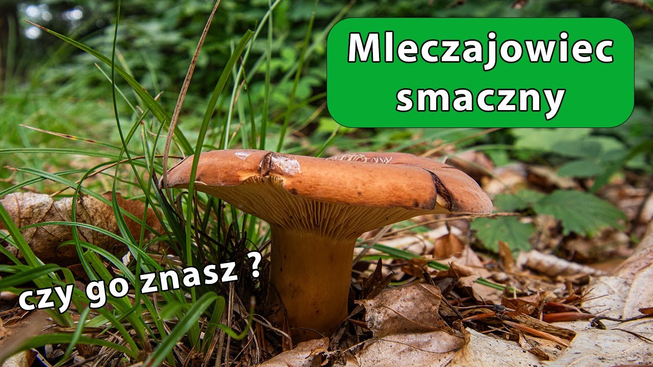 Mleczajowiec Smaczny - Lactarius volemus