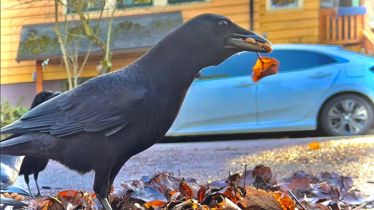Crow Cam: It Ain’t Over ‘Til the Scrub Jay Sings