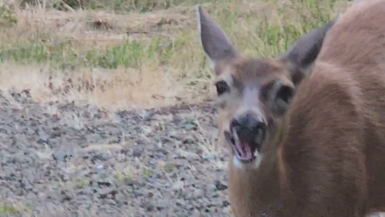 Shirley and fawns 2025