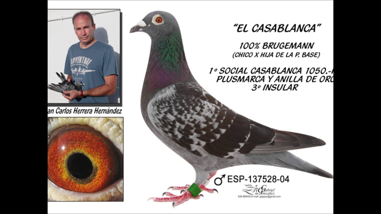 Juan Carlos Herrera.Palomas mensajeras en Canarias.