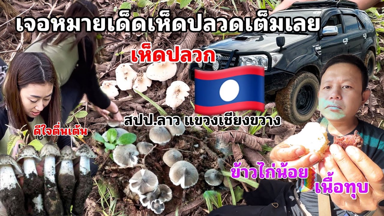 FamilyตะลุยลาวEp23. เจอหมายเด็ดเก็บเห็ดโคนปลวกที่สปป.ลาว (สมใจนางฝ้ายคัก)