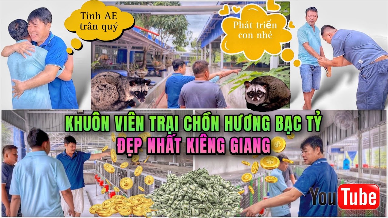 Góc nhìn Kinh tế Chồn hương - Thăm lại NGÔI TRẠI QUY MÔ ĐẦU TƯ BẠC TỶ số 1 Kiêng Giang (P72)