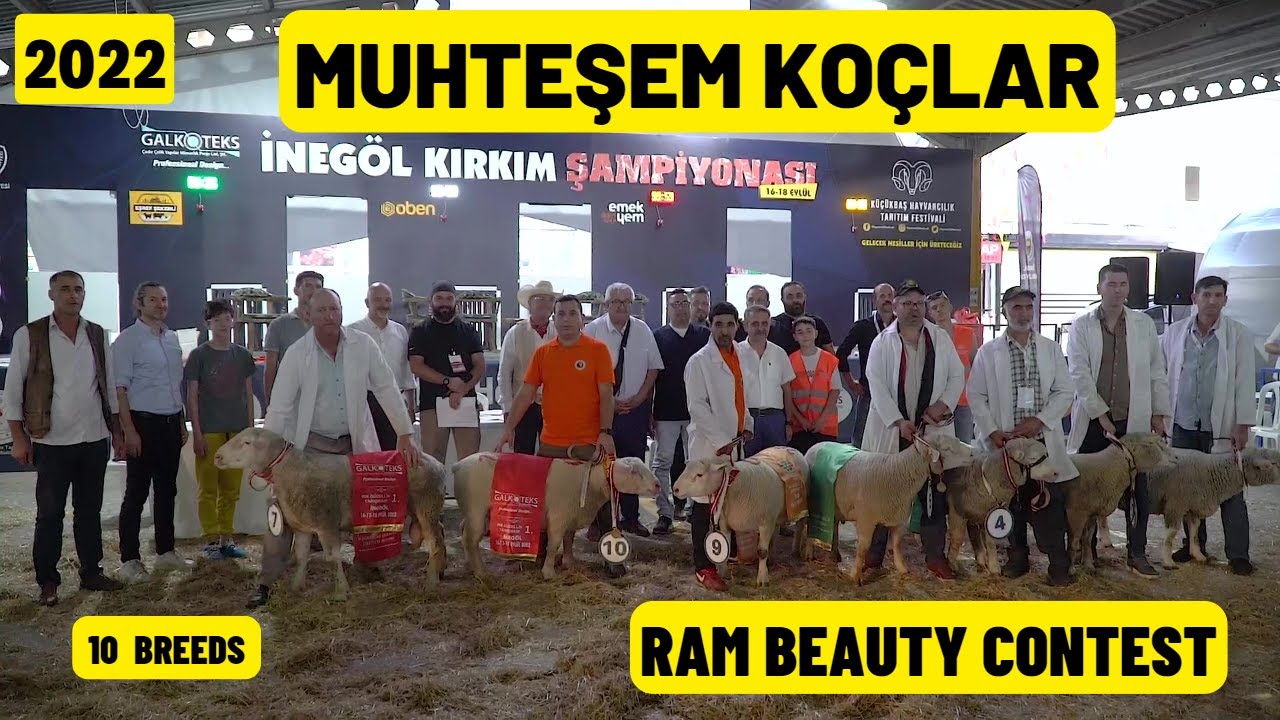 MUHTEŞEM KOÇ YARIŞMALARI (İnegöl Festival Sheep Beauty Contest)
