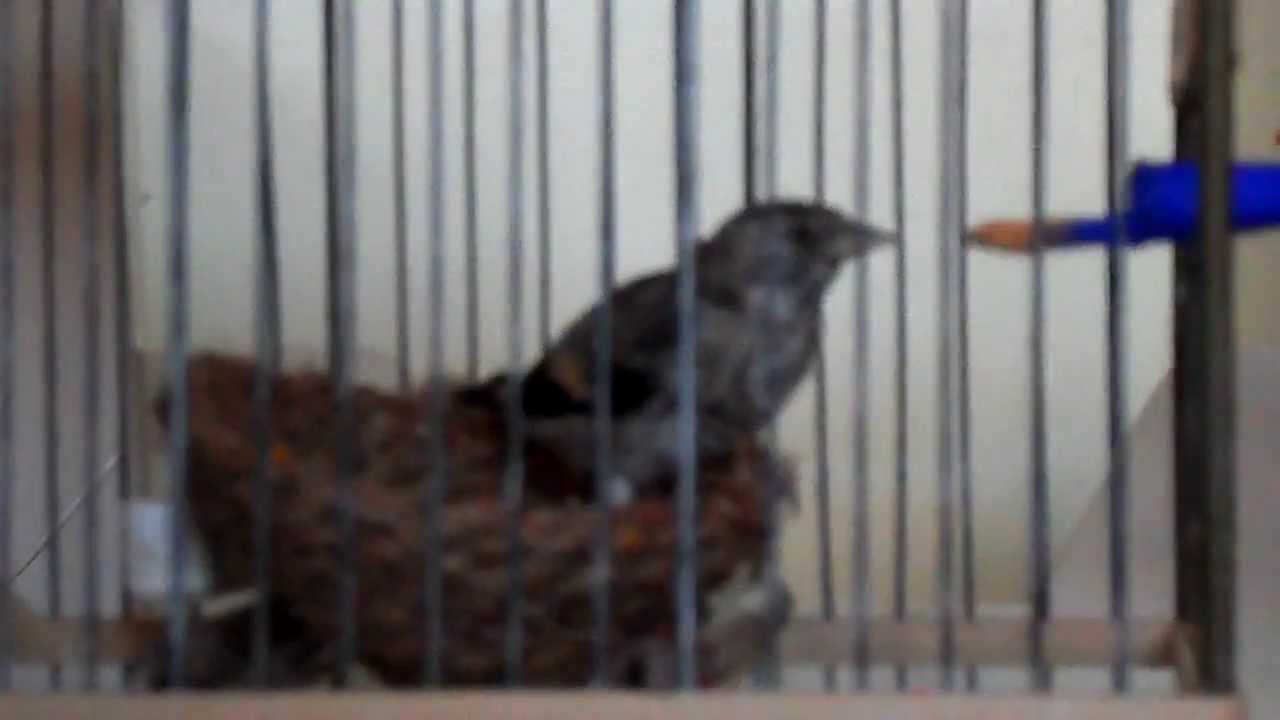 nourissage chardon apprivois&eacute;