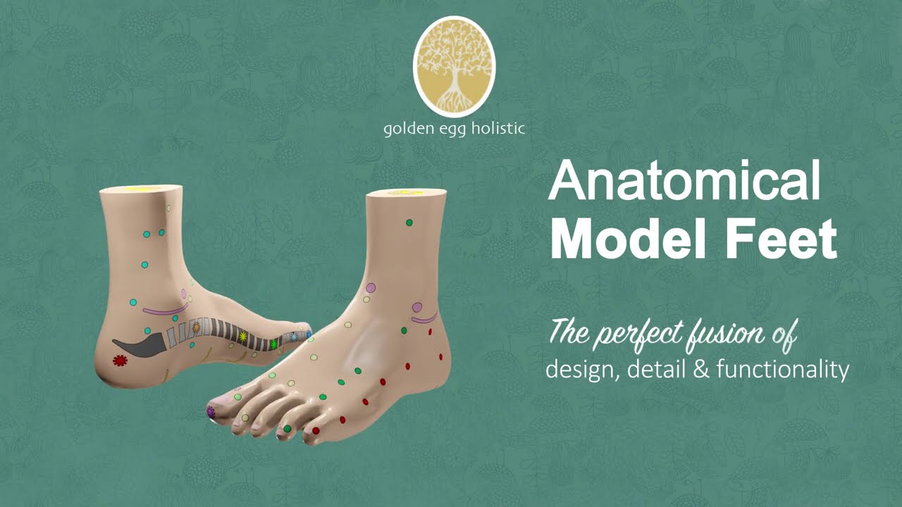 Anatomical Reflexology Feet Model
