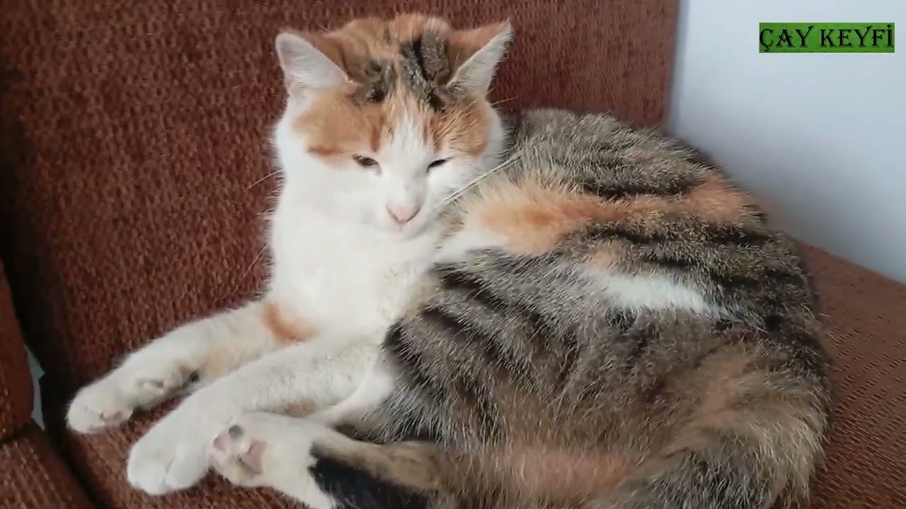 AGRESİF KEDİ KENDİNİ BİR TÜRLÜ SEVDİRMEDİ😍