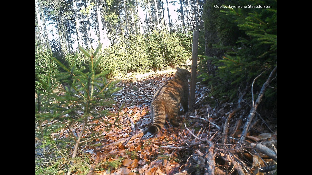 Wildkatze: Aufstellen eines Lockstocks I Monitoring I DIY
