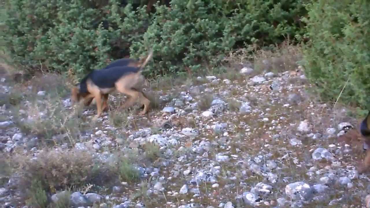 EΞ.ΛΑ.ΤΑΡ ( Εξολοθρευτές Λαγών Ταρσού) #22 (HD)