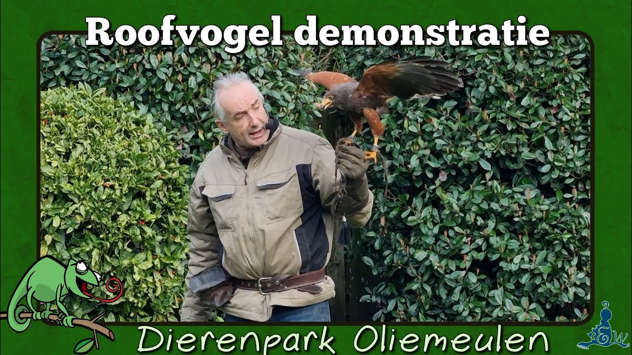 [Oliemeulen] Deel van roofvogeldemonstratie