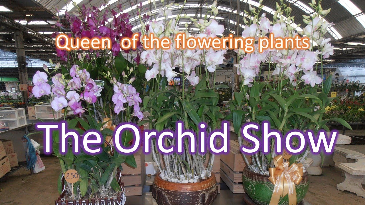 Queen of the Flowering Plants | The Orchid Show