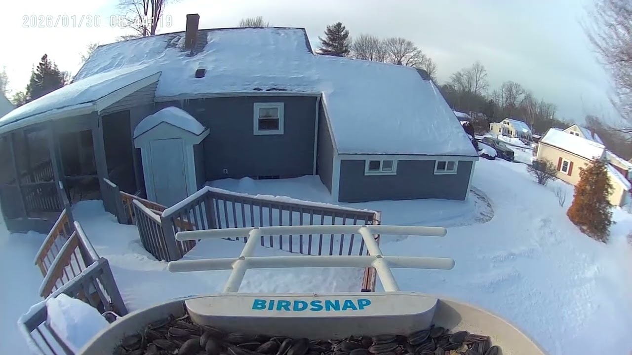 More birds huh eating in winter #birds #musicgenre #music #birds #winterbirds  #birdsong #wildlife 
