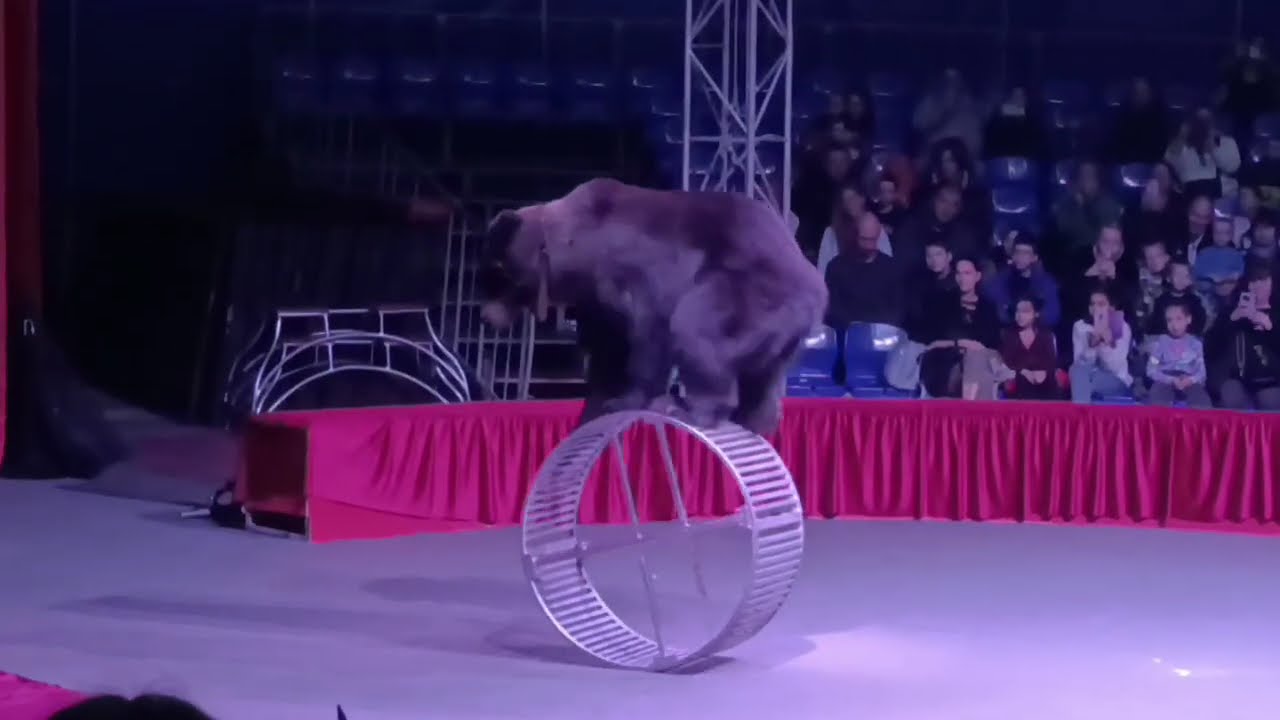 Цирк Виват 